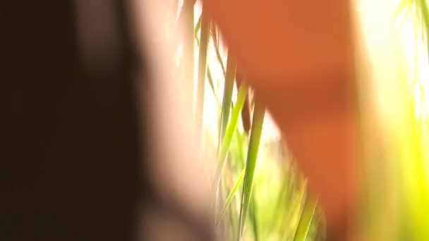 Mujer tocando hierba — Vídeo de stock