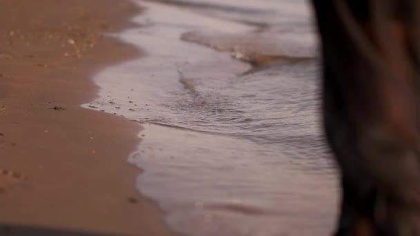 Meisje gaat op een kust waterlijn — Stockvideo