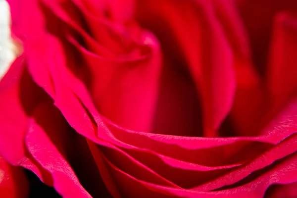 Beau Bourgeon Pétales Rose Rose Gros Plan — Photo