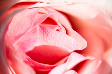 Pembe gül yapraklarından güzel bir tomurcuk yakın