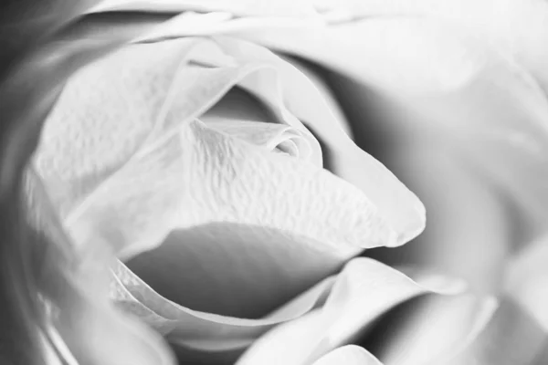 粉色玫瑰花瓣的美丽花蕾近在咫尺 黑人和白人 — 图库照片