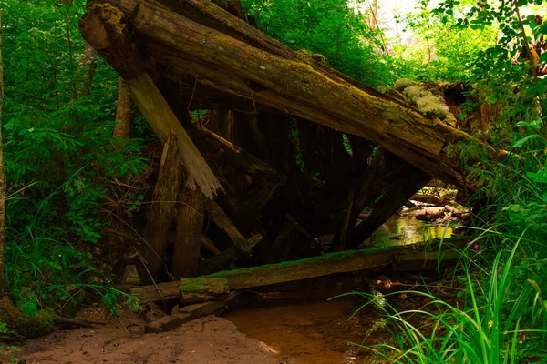 Zerstörte Holzkonstruktion Einem Bach Wald — Stockfoto