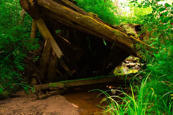 Разрушенное Деревянное Строение Ручье Лесу — стоковое фото