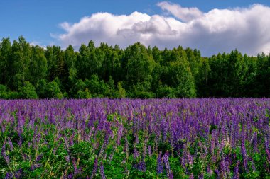 Güneşli bir günde, ormanın yakınındaki leylak lupinli yaz tarlası. Sakinleştirici doğal manzara.