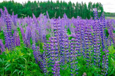 Güneşli bir günde, ormanın yakınındaki leylak lupinli yaz tarlası. Sakinleştirici doğal manzara.