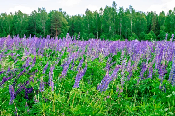 Summer Field Lilac Lupins Forest Sunny Day Calming Natural Landscape — Stock Photo, Image