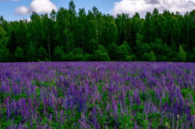 Güneşli bir günde, ormanın yakınındaki leylak lupinli yaz tarlası. Sakinleştirici doğal manzara.