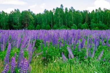 Güneşli bir günde, ormanın yakınındaki leylak lupinli yaz tarlası. Sakinleştirici doğal manzara.