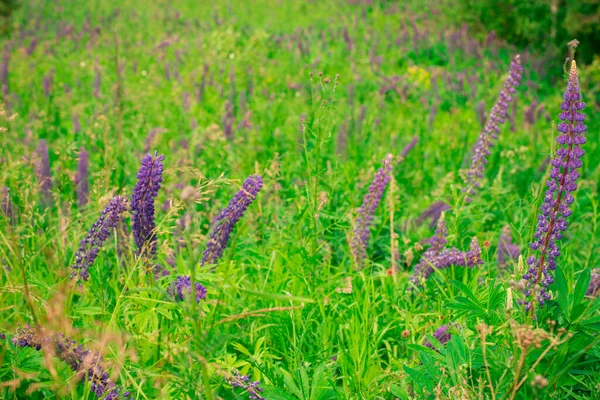 Latem pole liliowe łubin w pobliżu lasu w słoneczny dzień. Uspokajający krajobraz naturalny. — Zdjęcie stockowe