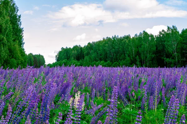 Campo estivo di lupini lilla vicino alla foresta in una giornata di sole. Calmare il paesaggio naturale. — Foto Stock