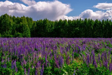 Güneşli bir günde, ormanın yakınındaki leylak lupinli yaz tarlası. Sakinleştirici doğal manzara.