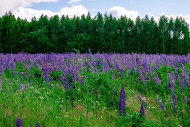 Güneşli bir günde, ormanın yakınındaki leylak lupinli yaz tarlası. Sakinleştirici doğal manzara.
