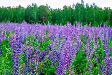 Güneşli bir günde, ormanın yakınındaki leylak lupinli yaz tarlası. Sakinleştirici doğal manzara.