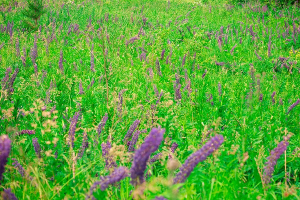 Campo Verão Tremoços Lilás Perto Floresta Dia Ensolarado Calmante Paisagem — Fotografia de Stock