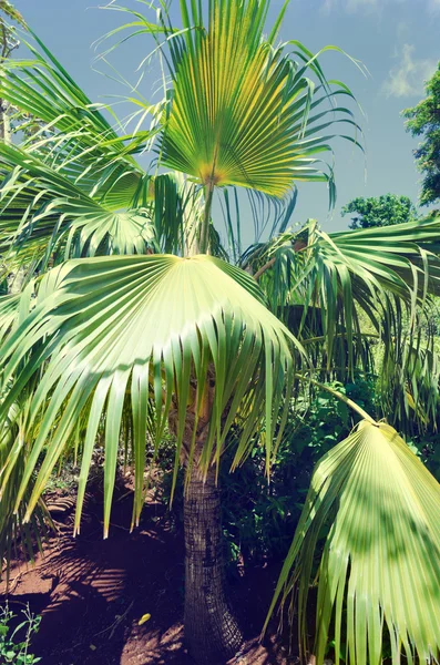 Palmbomen in hawaii (vintage stijl) — Stockfoto