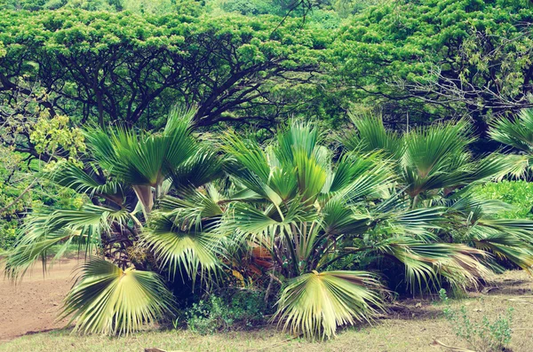 Palmbomen in hawaii (vintage stijl) — Stockfoto
