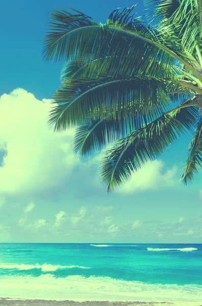 Hojas de palma sobre el océano en Hawaii (estilo vintage ) —  Fotos de Stock