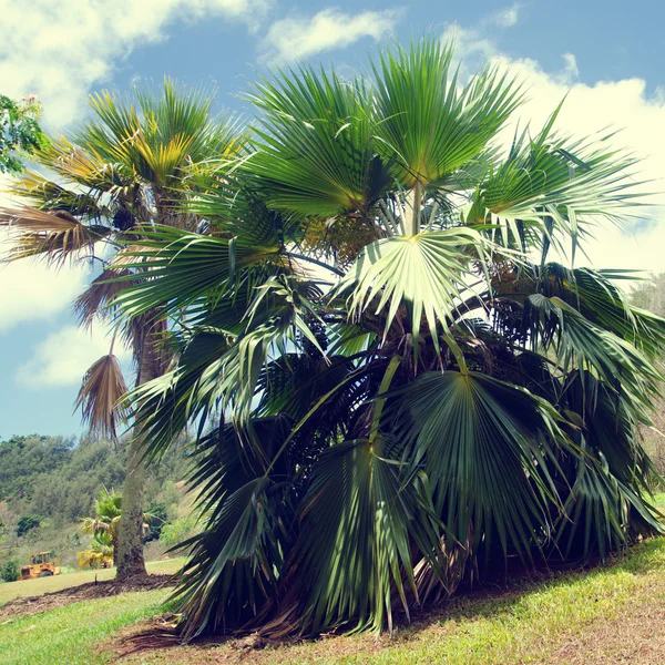 Coconut palmbomen in hawaii (vintage stijl) — Stockfoto