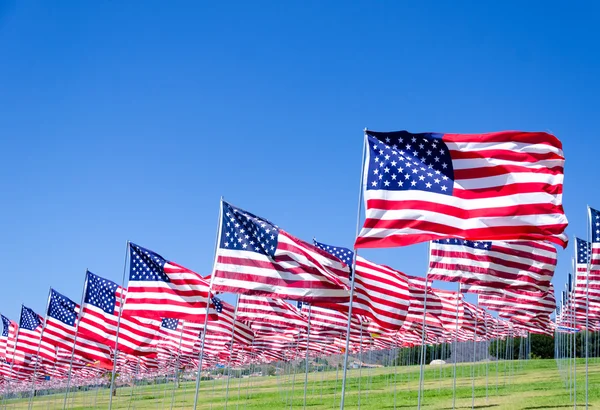 Amerikaanse vlaggen op een veld — Stockfoto