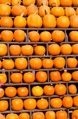 Balkabağı Arkaplanı