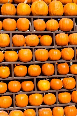 Balkabağı Arkaplanı