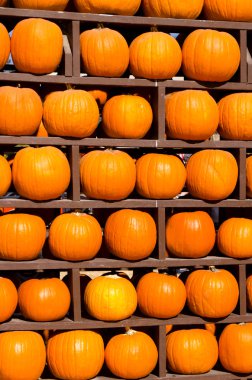 Balkabağı Arkaplanı