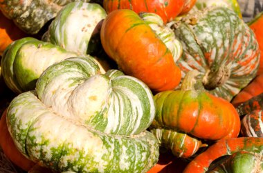 Balkabağı Arkaplanı