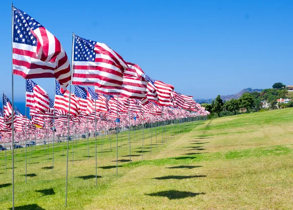American flags on a field — Stock Photo, Image