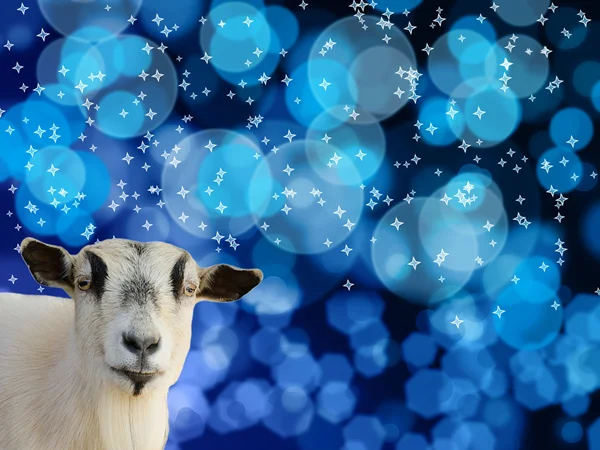 Goat head on Blue bokeh background — Stock Photo, Image