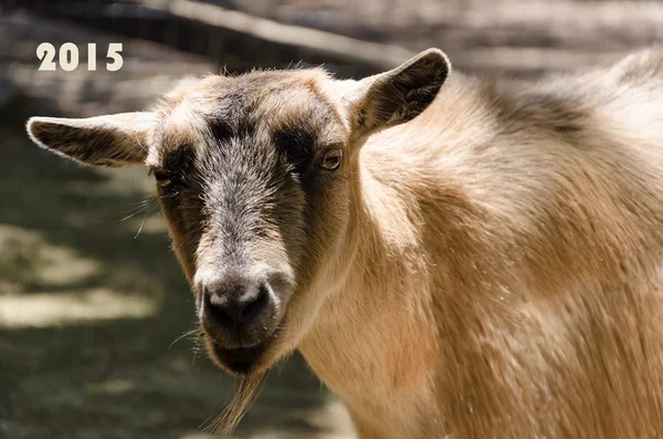 Goat head — Stock Photo, Image
