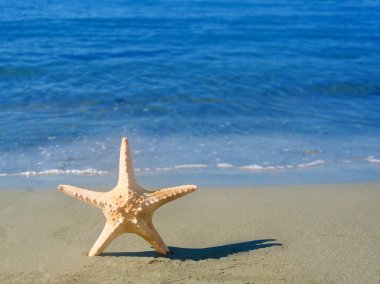 Sahilde denizyıldızı
