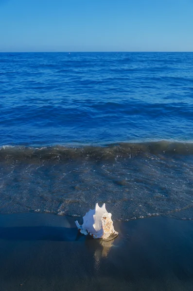 Seashell on the beach — Stock Photo, Image