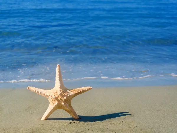 Zeester op het strand — Stockfoto