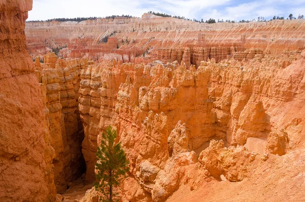 Bryce Canyon Nemzeti Park — Stock Fotó