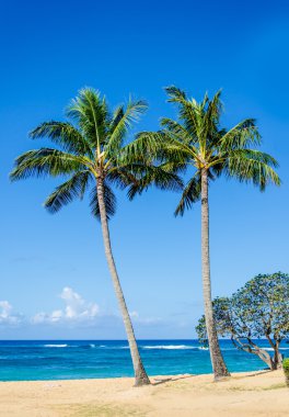 Kumlu Poipu plaj Hawaii Cococnut palmiye ağaçlarının