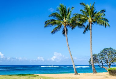 Cococnut Palm trees on the sandy Poipu beach in Hawaii clipart