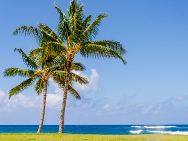 Kumlu Poipu plaj Hawaii Cococnut palmiye ağaçlarının
