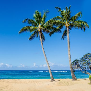 Kumlu Poipu plaj Hawaii Cococnut palmiye ağaçlarının