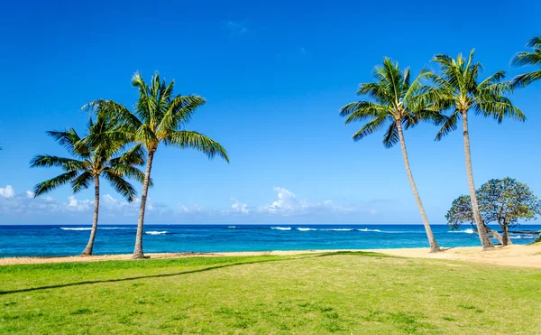 Palmeras Cococnut en la playa de arena Poipu en Hawai —  Fotos de Stock