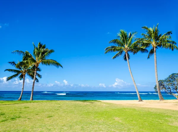 Cococnut Palm trees on the sandy Poipu beach in Hawaii — Stock fotografie