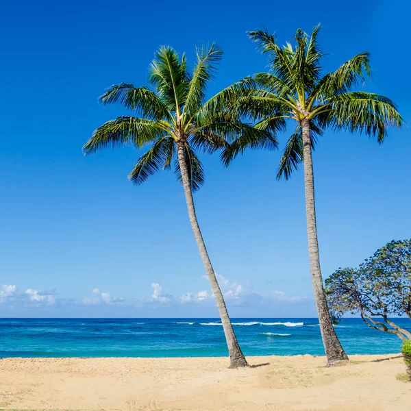 Palmeras Cococnut en la playa de arena Poipu en Hawai —  Fotos de Stock