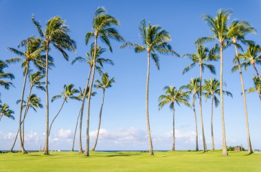 Coconut palmiers sur la plage de Poipu à Hawaii