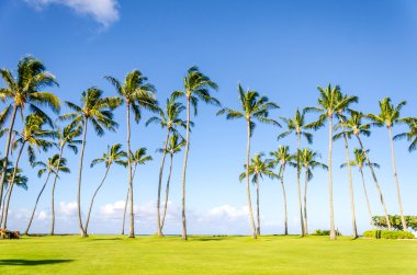 Coconut palmiers sur la plage de Poipu à Hawaii