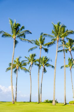 Coconut palmiers sur la plage de Poipu à Hawaii