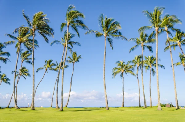 Coconut Palm trees on the Poipu beach in Hawaii — Stockfoto