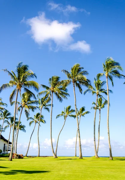 Cocotiers sur la plage de Poipu à Hawaï — Photo