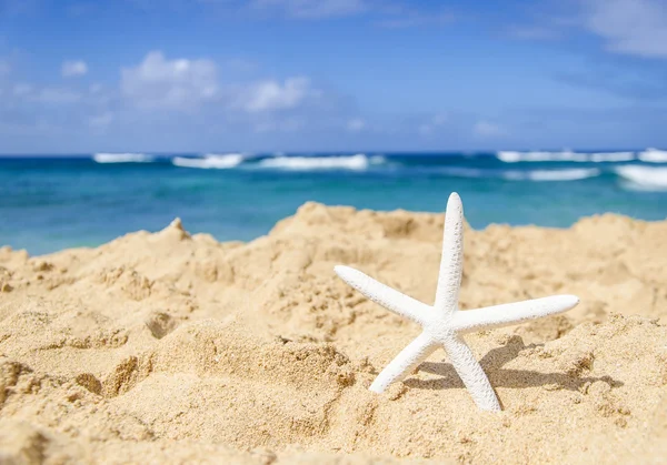 Sjöstjärnor på sandstranden — Stockfoto