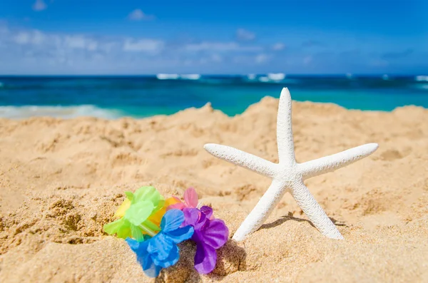 Zeester op het zandstrand — Stockfoto