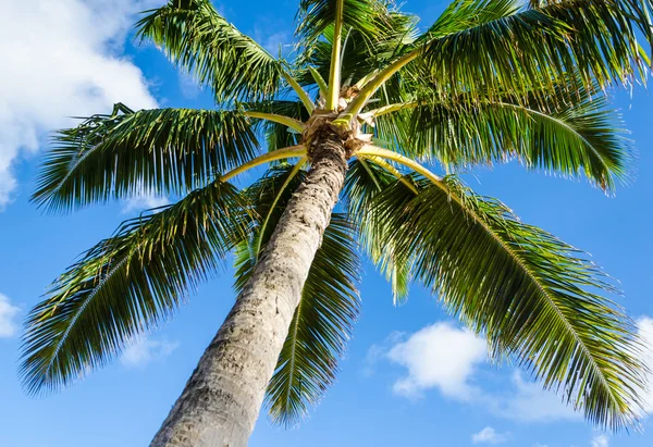 Palms tree background — Stock Photo, Image