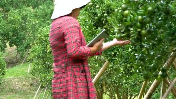 Jóvenes Agricultoras Con Tableta Mano Trabajando Plantaciones Familiares Naranjas Orgánicas — Vídeo de stock